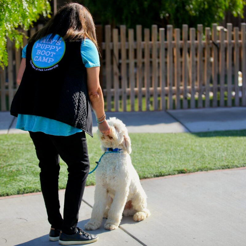 Dog Overstimulation in Summer: 5 Rules to Stay Calm and Cool