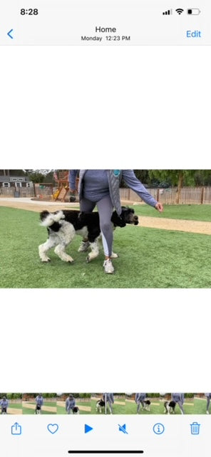 Treats for Tricks: The Leg Weave