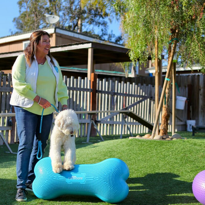 Back to School & Work: Resetting the Routine with Your Dog