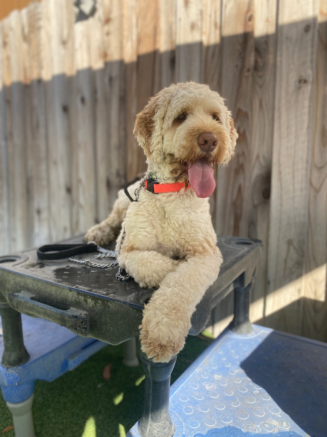 Why Trained Dogs for Sale Make Ideal Companions