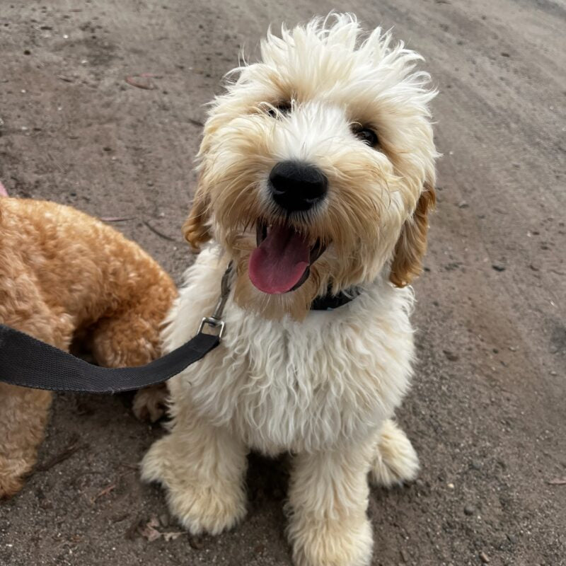 Dog Collars and Why they Are So Important