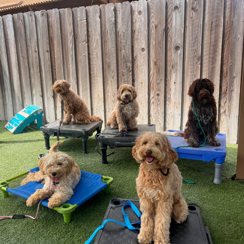 Which Dog Leash is Good for your Canine Companion: Exploring the Best Options