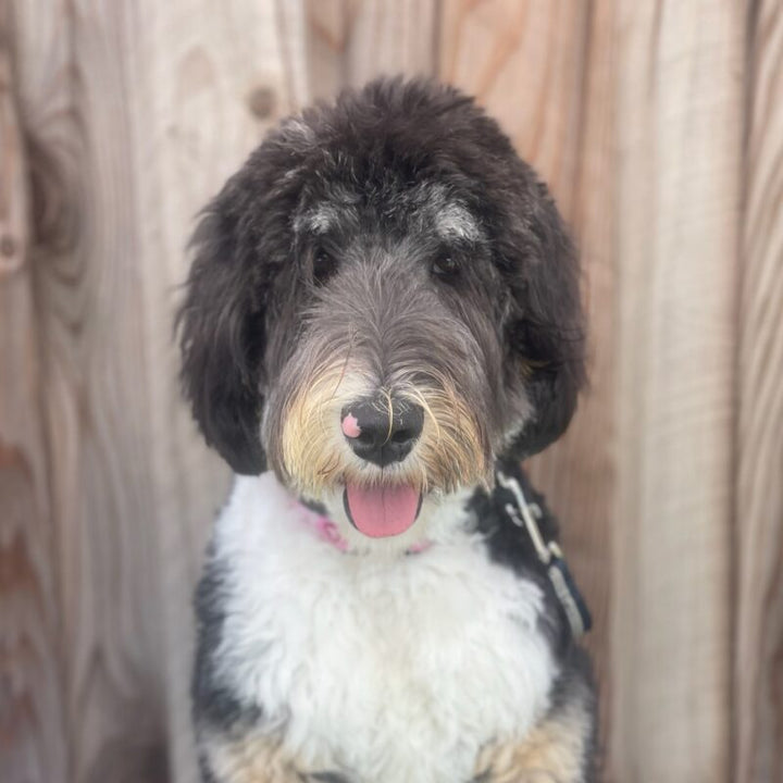 Embracing the Adventure: Finding the Perfect Therapy Dog