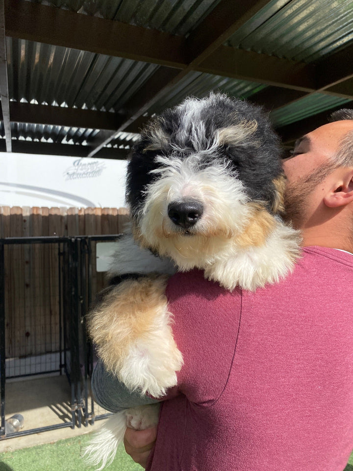 Trained Dogs for Sale: Understanding the Training Before You Buy