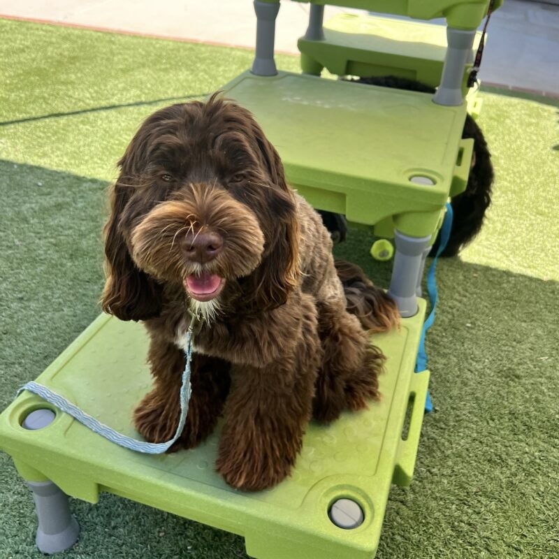 Barks and Recreation: Fun Training Activities for Dogs