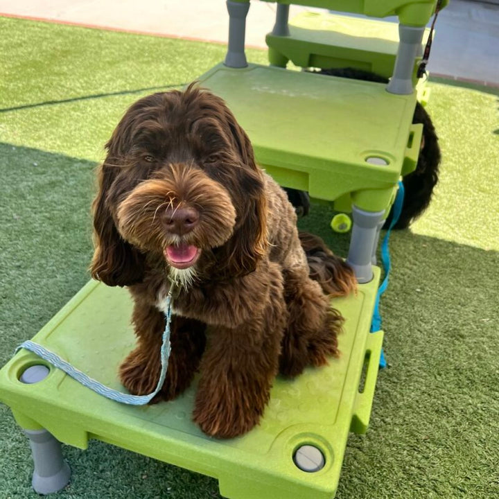 Barks and Recreation: Fun Training Activities for Dogs