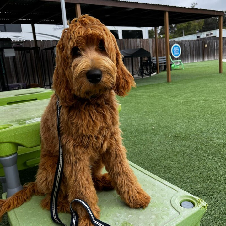 How Proper Leash Skills Reduce Anxiety in Nervous Dogs