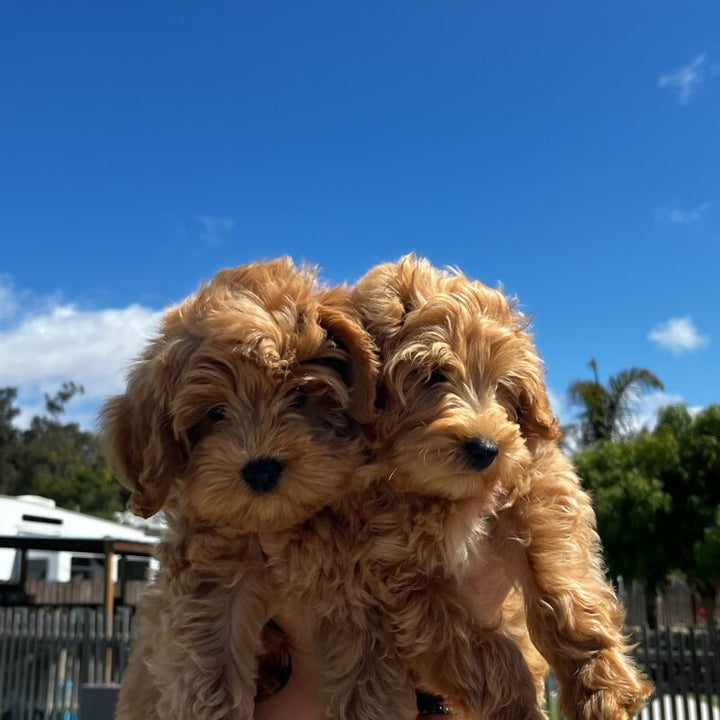 Why Trained Dogs are the Best Option for Families with Young Children