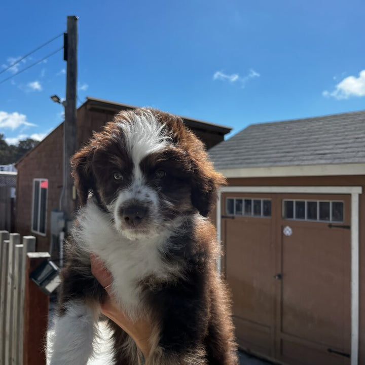 Tips for Introducing Your Dog to a New Leash for the First Time