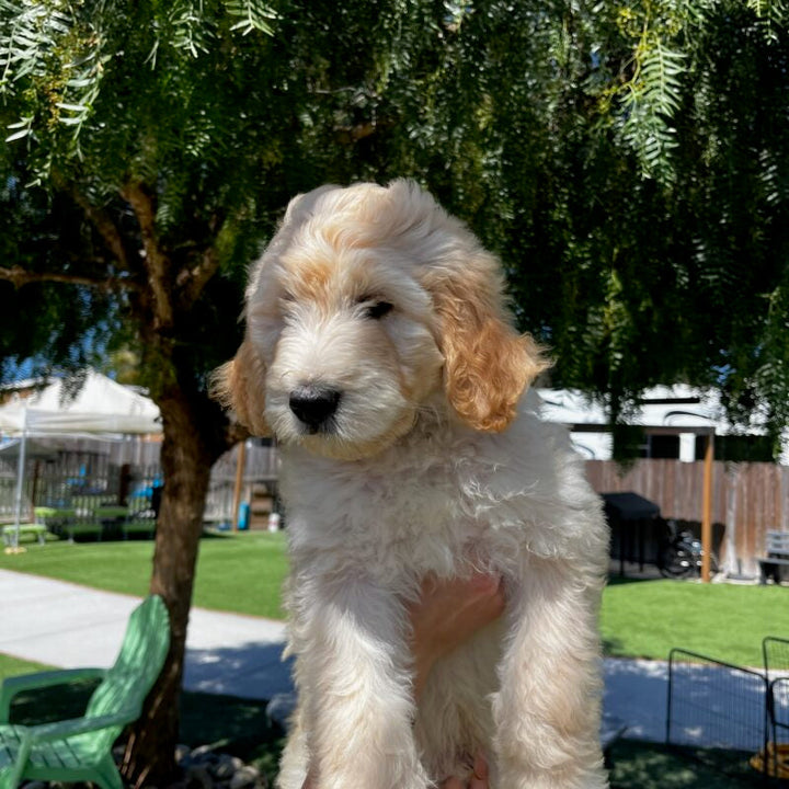 How to Choose the Right Leash for Every Phase of Your Dog’s Training Journey