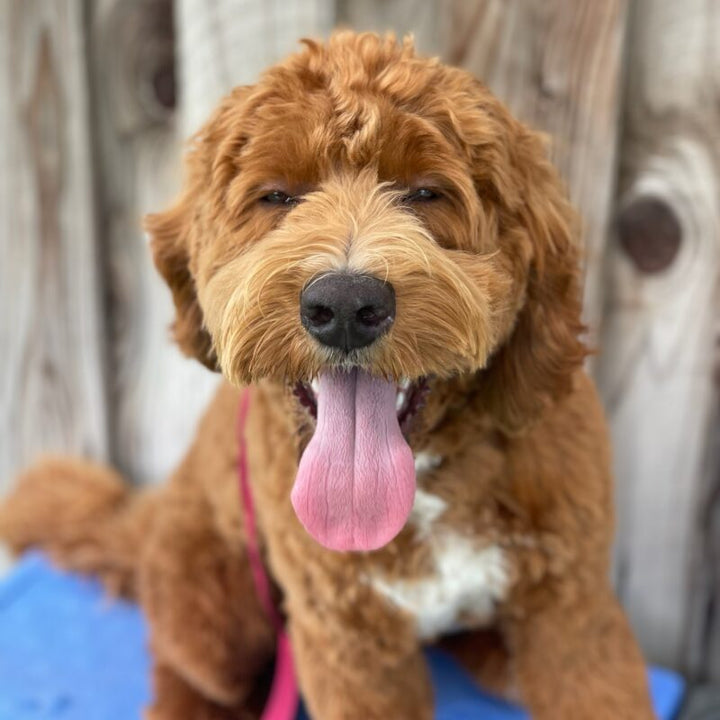 Beyond Sit and Stay: Advanced Training for Your Dog