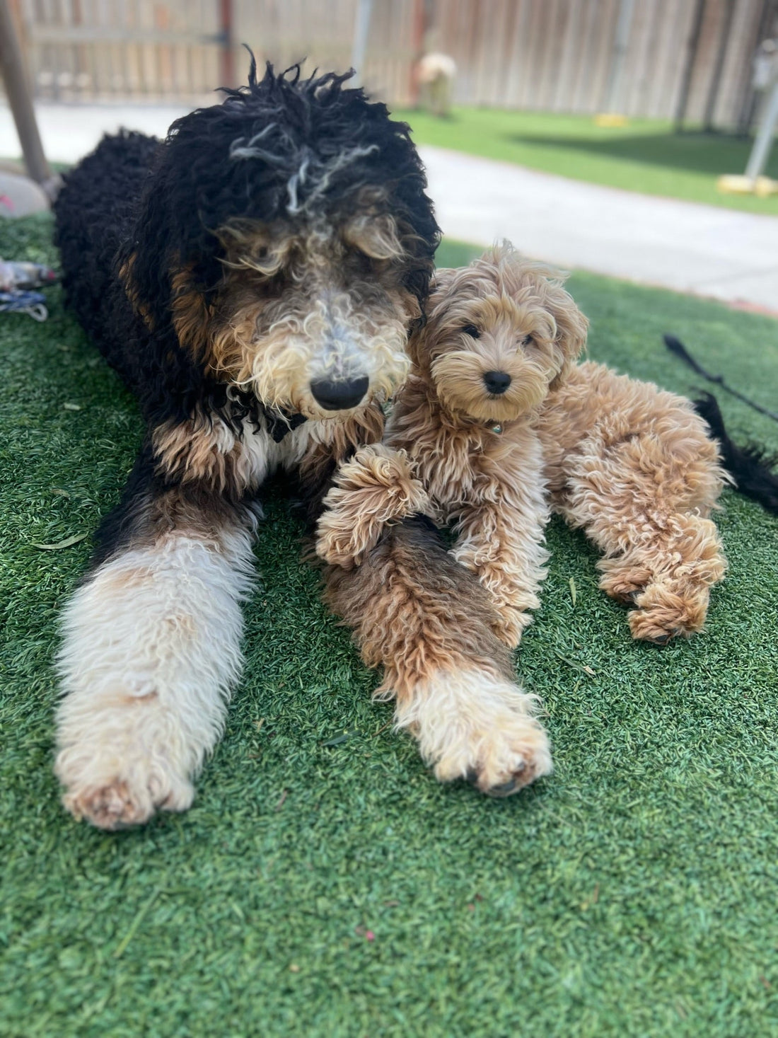 The Role of Socialization in Dog Training Camps