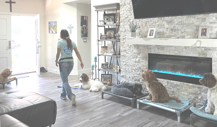 Indoor activities with your pooch