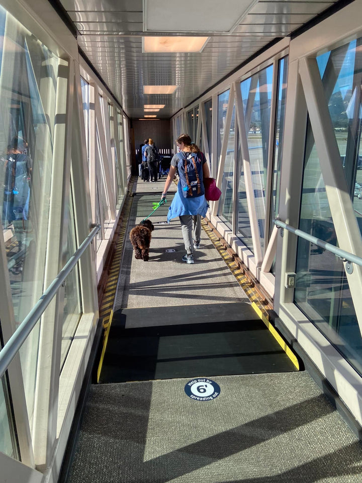 Living with a Trained Dog: Meet Rosin