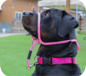 Preparing Your Dog for Summer Hikes: Essential Leash Walking Tips in 2024
