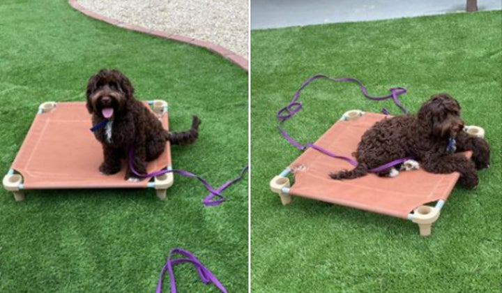 Use Place to Build a Calm State of Mind in Your Pooch