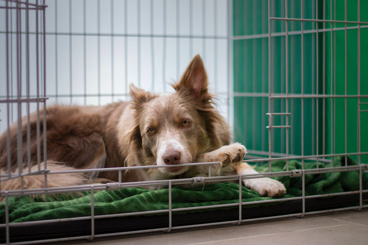 My Pooch is BARKING & WHINING in the CRATE