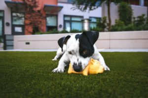 Our Best Advice on How to Stop Dogs from Chewing {Guest Post by Yasko Endo}