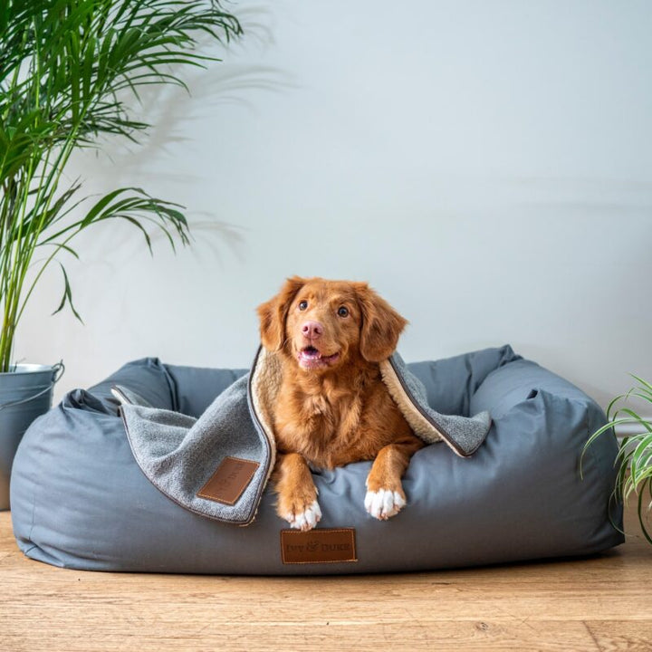 Indoor Activities for Dogs: Fun Games to Play on Rainy Days