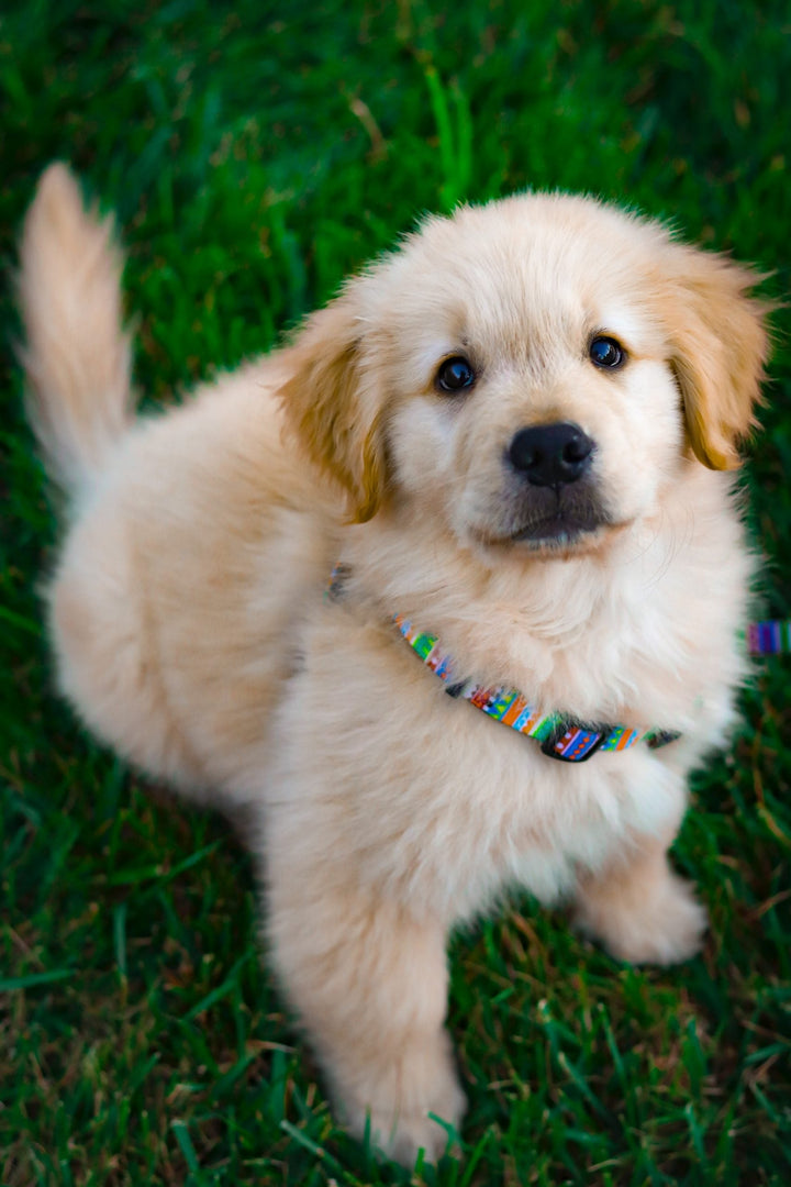 New Dog. New Home. New People.