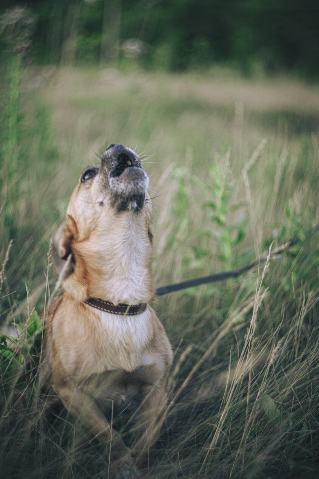 Why is My Dog Barking So Much?