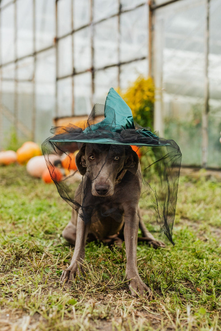 Dog Tricks for Treats: The Hop Over Progression