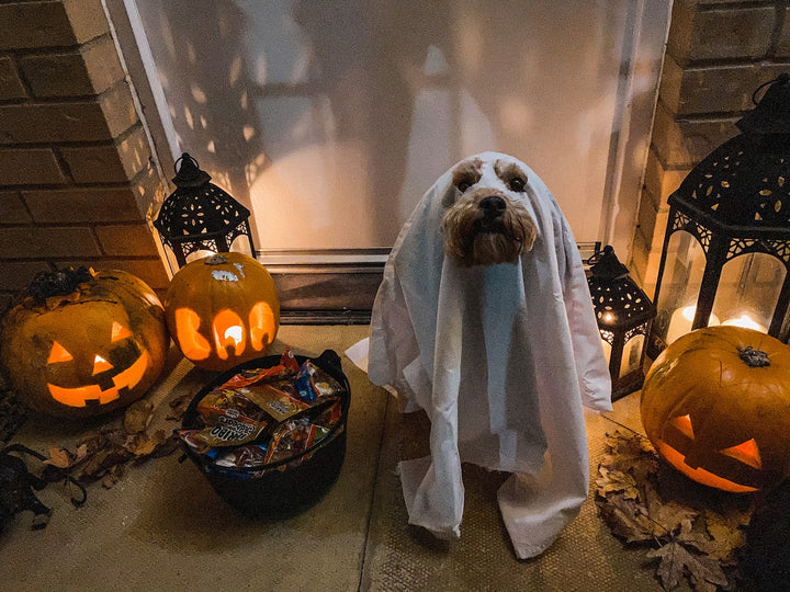 Dog Tricks for Treats - The Leg Weave
