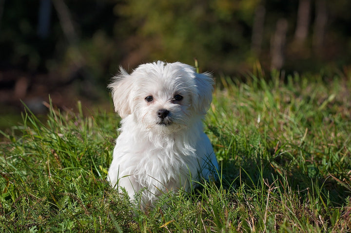 Why Does My Puppy Pee Inside After Going Outside?
