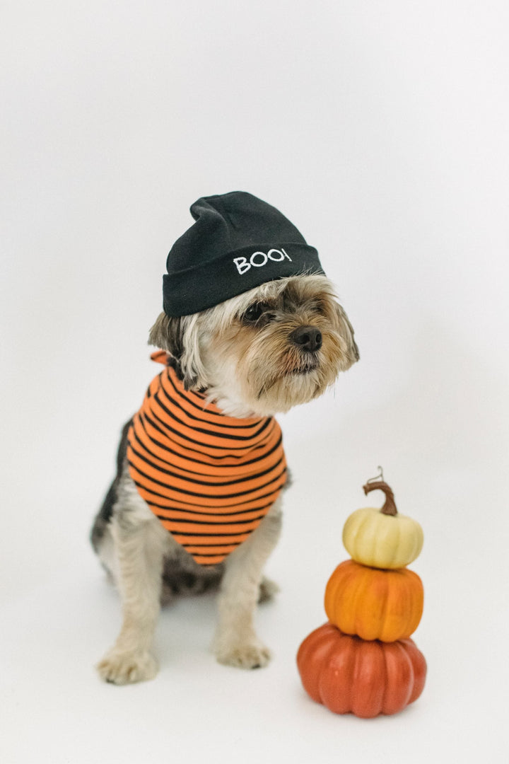 Tricks for Treats: Twinkle Toes