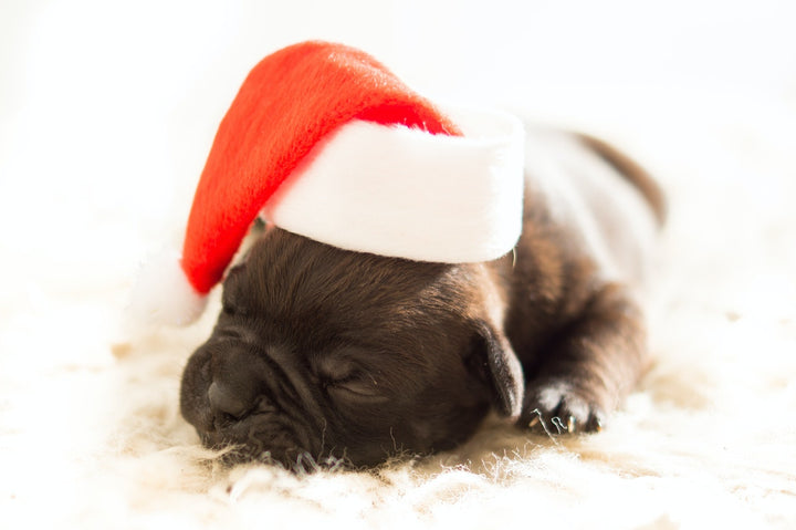 Are You Giving a Puppy for Christmas