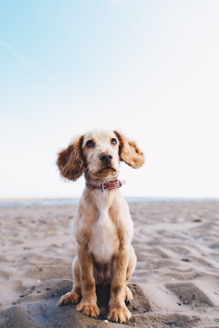 Boost Your Dogs Confidence with the 3D's