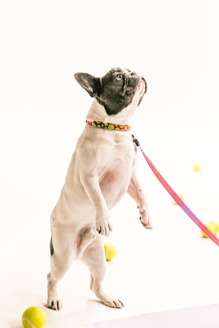 Everything you need to know about dog collars