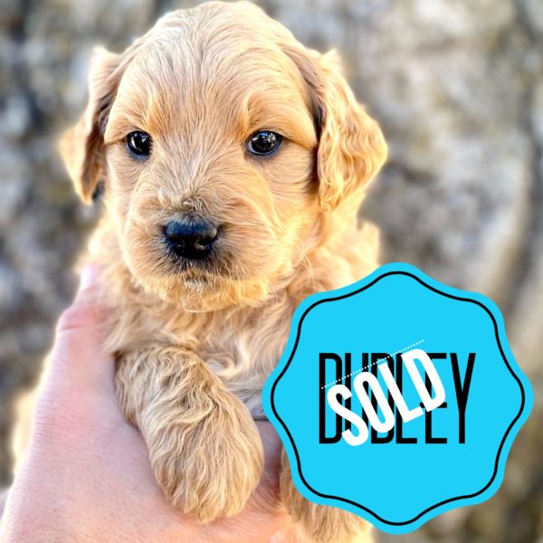 Dudley