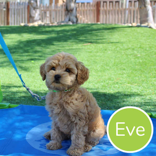 Eve