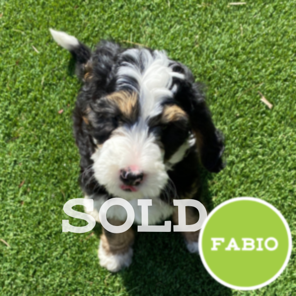 Fabio