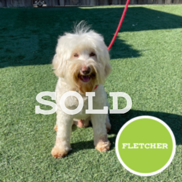 Fletcher - SOLD