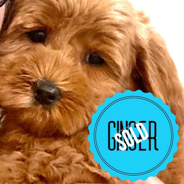 Ginger