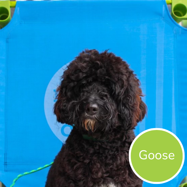 Goose