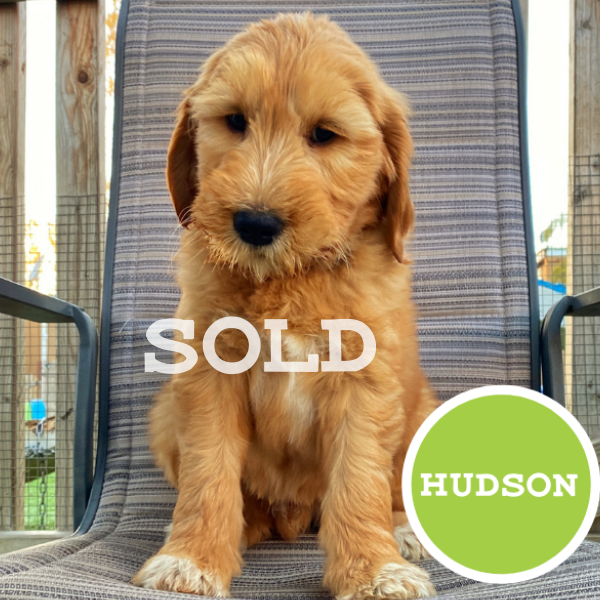 Hudson