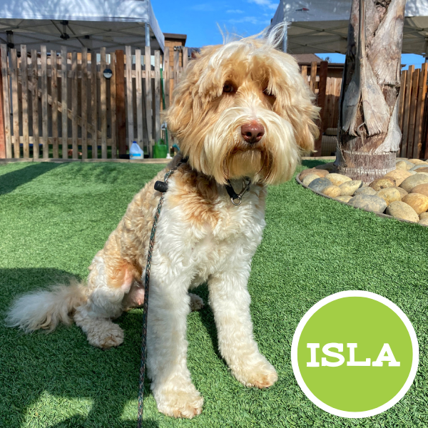 Isla