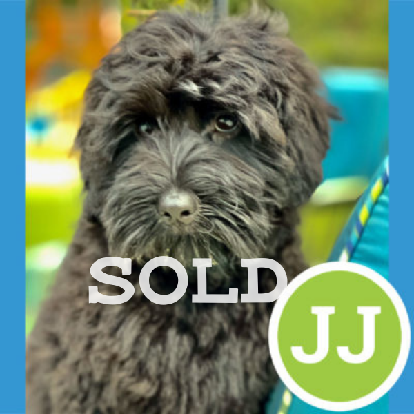 JJ