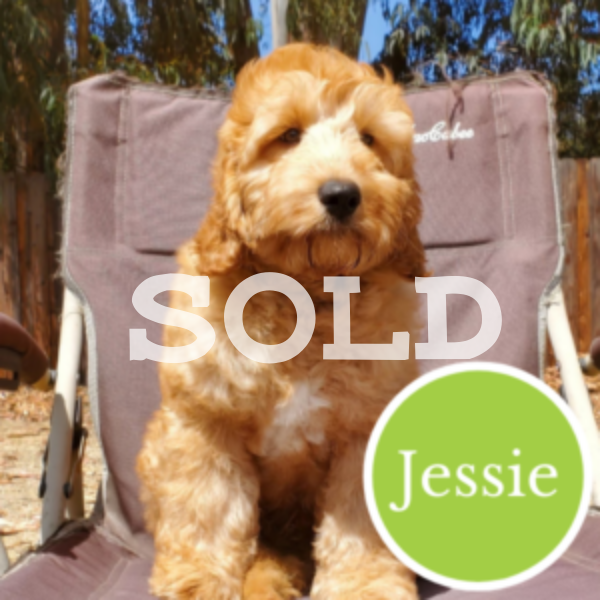 Jessie