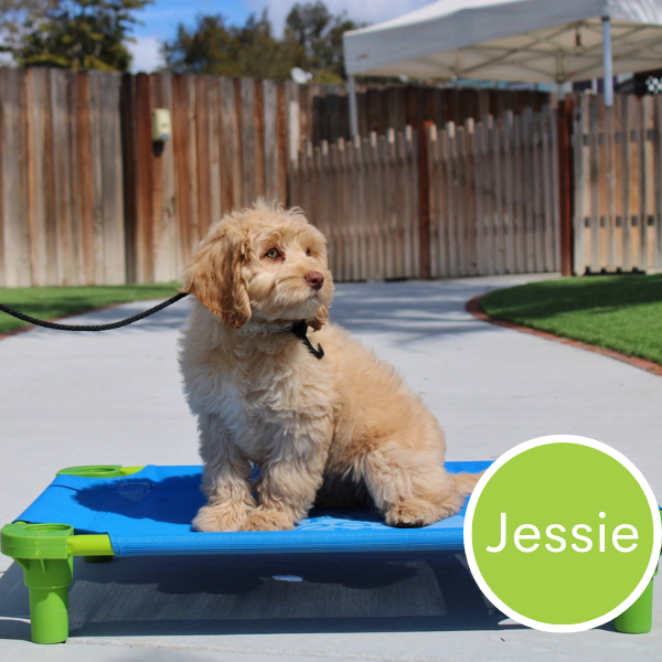 Jessie