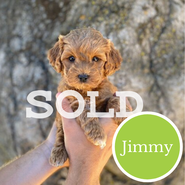 Jimmy