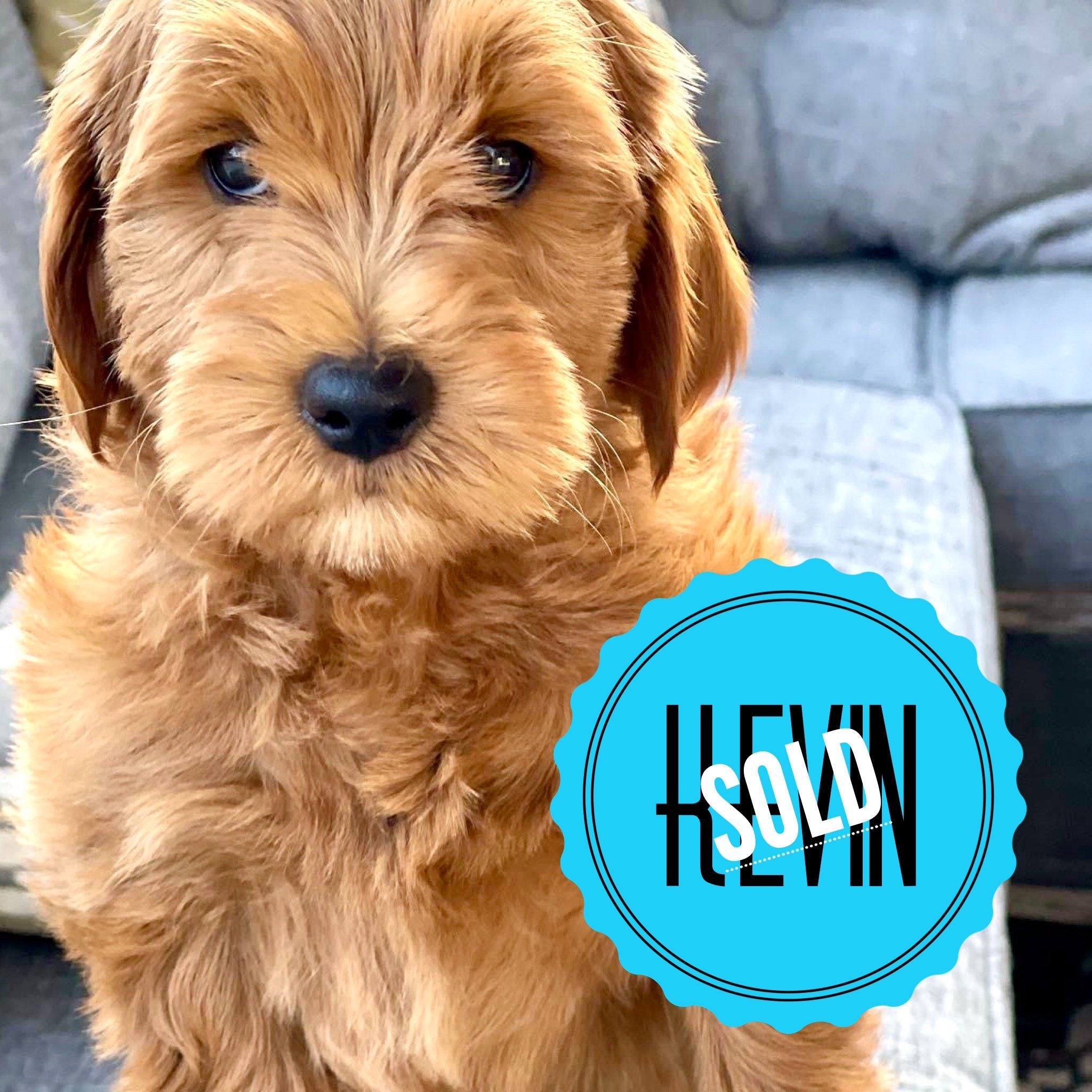 Kevin
