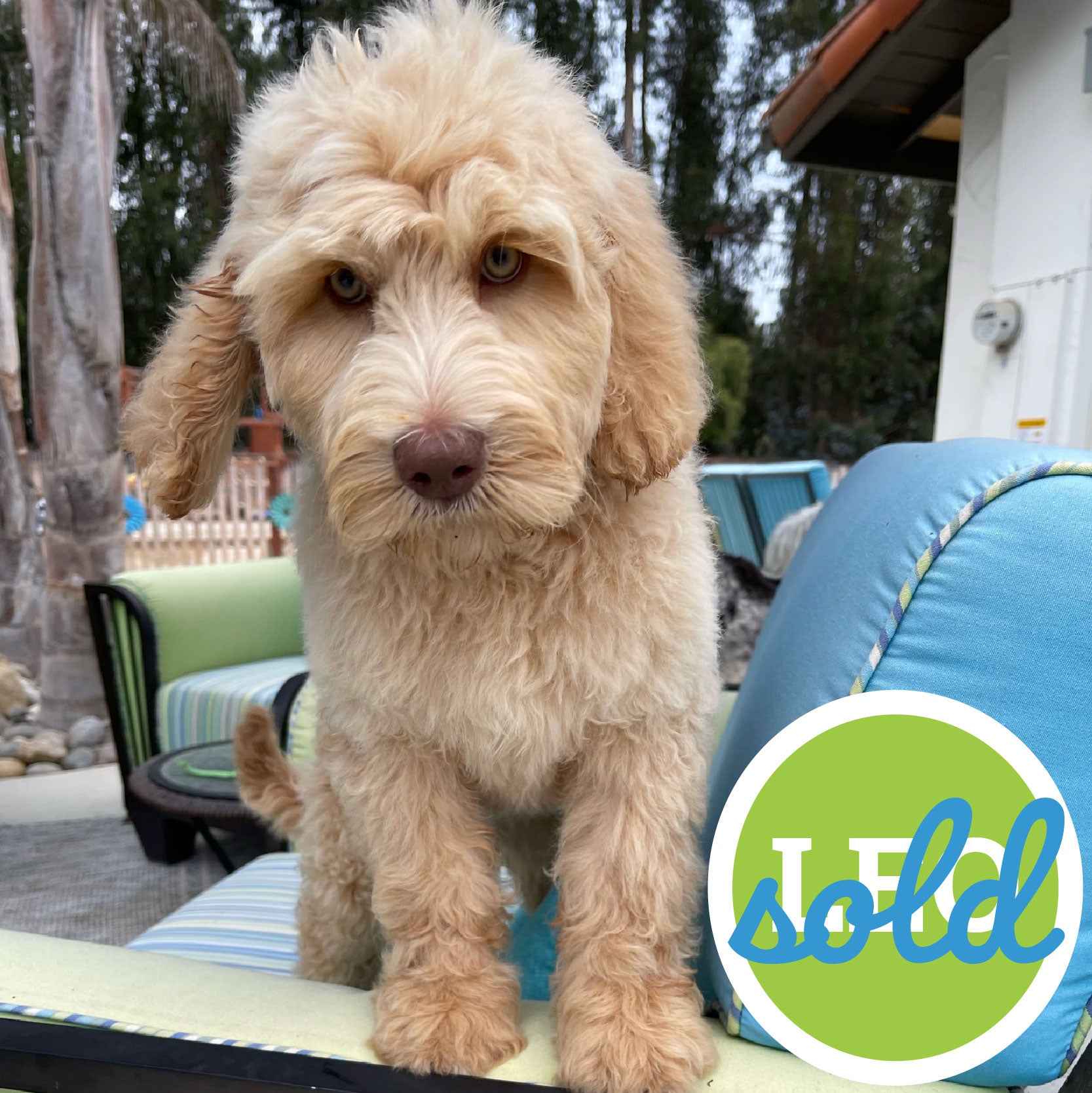 Leo