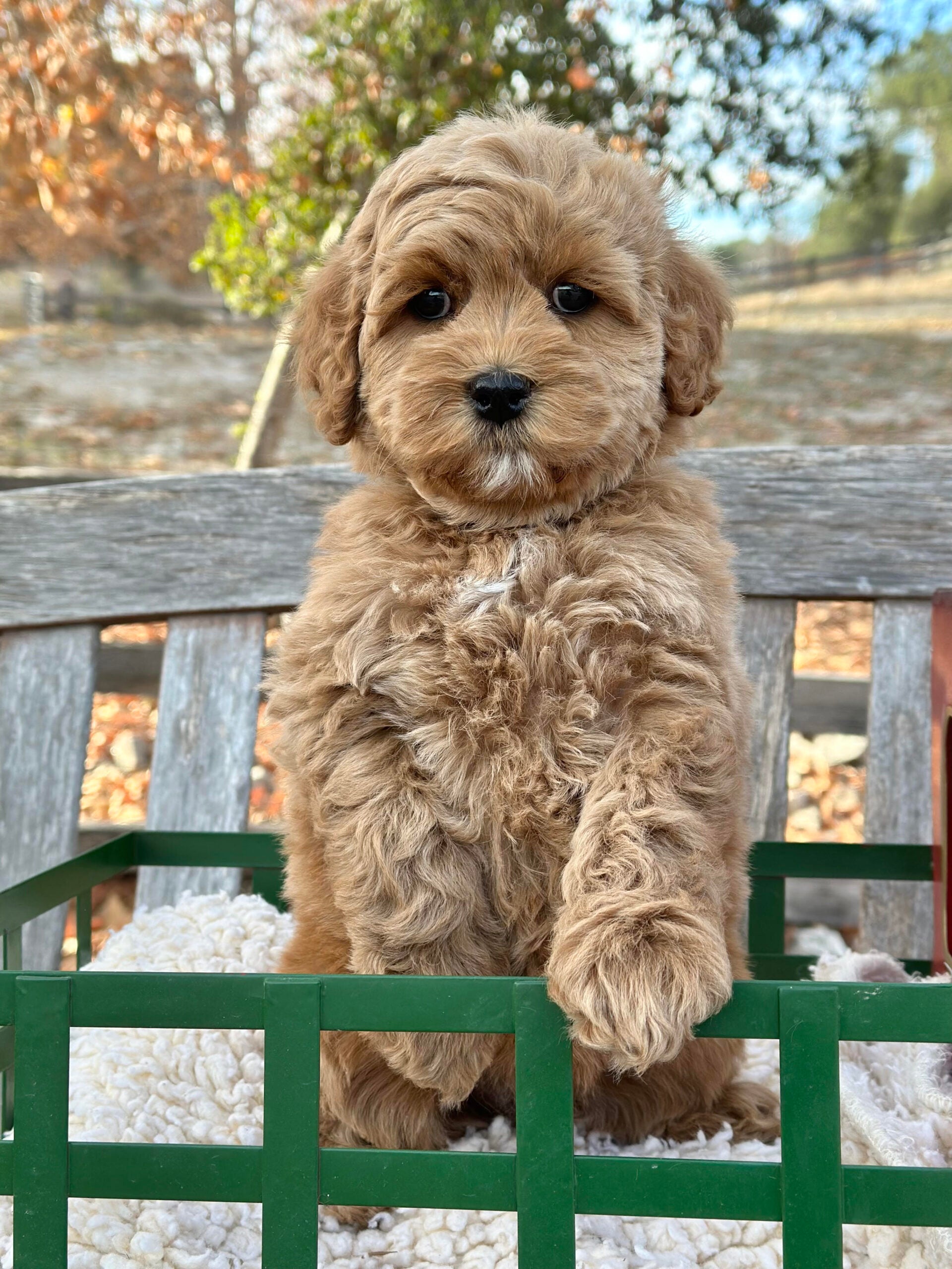 Levi