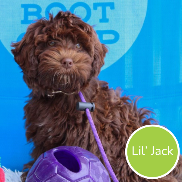 Lil’ Jack