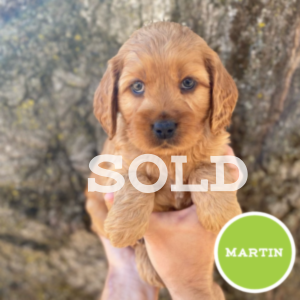 Martin