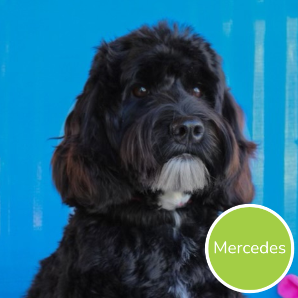 Mercedes